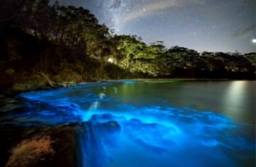 Sea coastline with bioluminescent animals glowing.