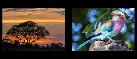 photos of tree and bird