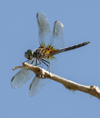 photo of a blue dasher dragon fly on a branch