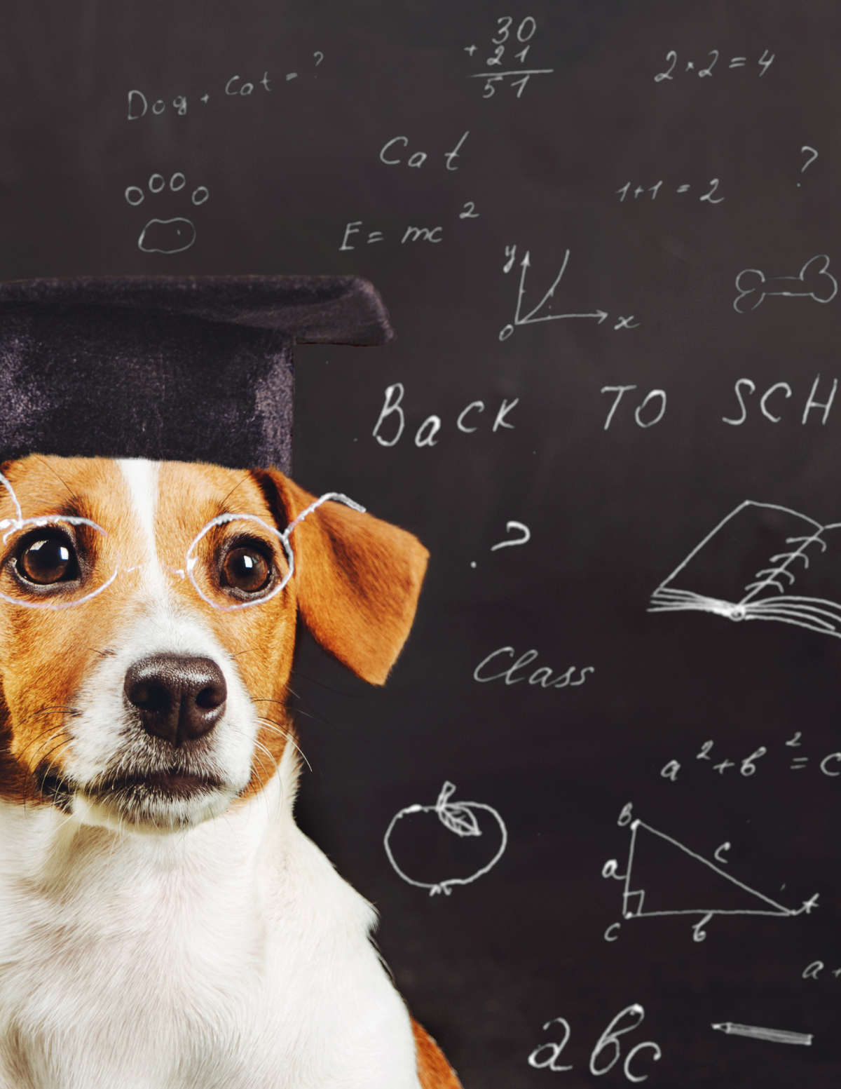 Dog with graduation cap in front of a chalkboard with writing and math problems.