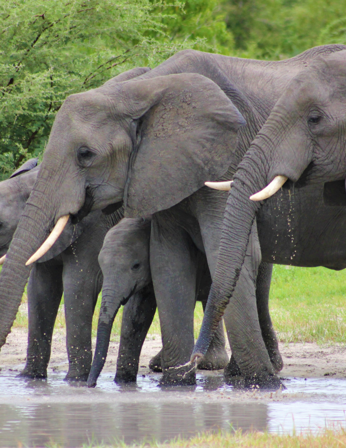 Group of elephants drinking from a pond