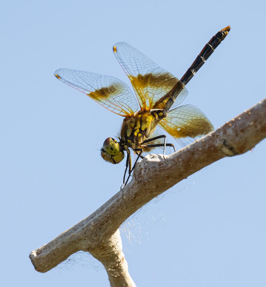 photo of a band-winged meadowhawk on a branch